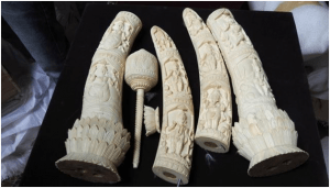 Ivory carvings : elephant teeth