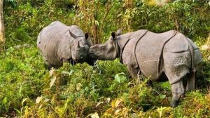 Two Rhinoceros playing with each other in Molai Forest