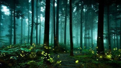 India's Mysterious Glowing Forest
