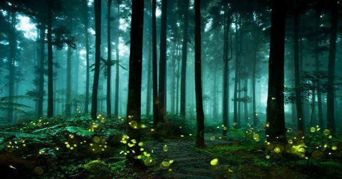 India's Mysterious Glowing Forest
