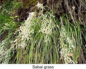 Sabai Grass Weaving