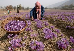 PAMPUR, KASHMIR - NOVEMBER 01: Kashmiri workers pluck saffron flowers on a farm on November 01, 2009 in Pampur, 20 km (13 miles) south of Srinagar in Indian administered Kashmir. Kashmiri saffron is considered the world's best saffron for its distinctive long, flat and silky threads with a dark red color, extraordinary aroma, powerful colouring and flavoring capabilities. However, saffron farmers have become concerned at the falling yield of the saffron crop year after year with the changing climatic conditions responsible for a 70 to 75 percent decrease in the yield for the last 16 years. (Photo by Yawar Nazir/Getty Images)