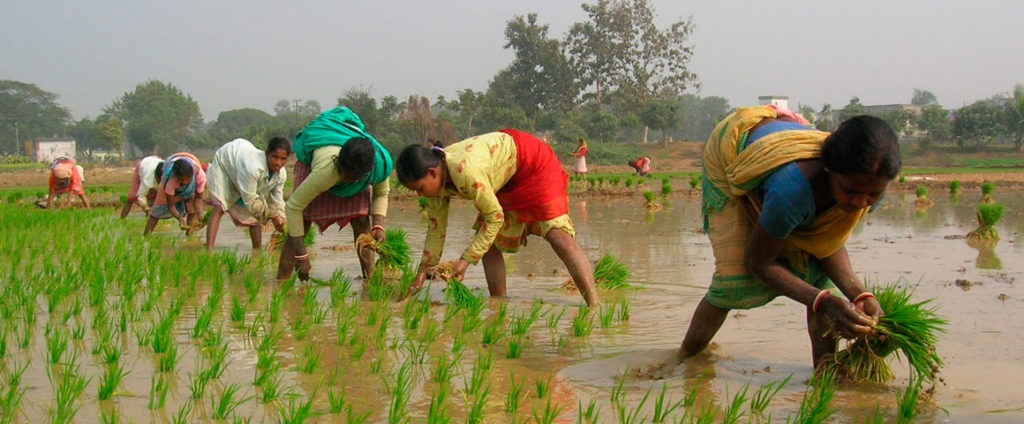 Cultivation of matta rice