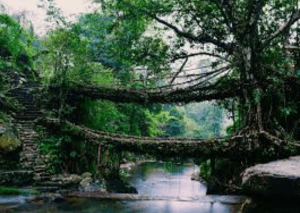 Double decker root bridge