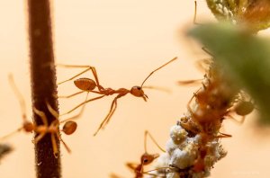 Red ants of Chattissgarh