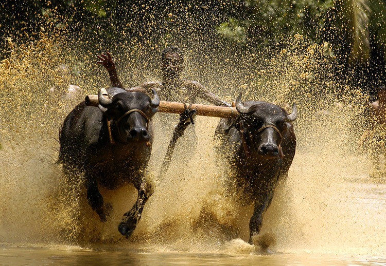 Bull Surfing in Kerala - Maramadi Festiva