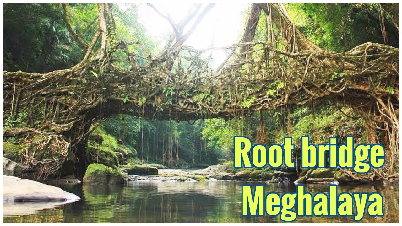 ROOT BRIDGES